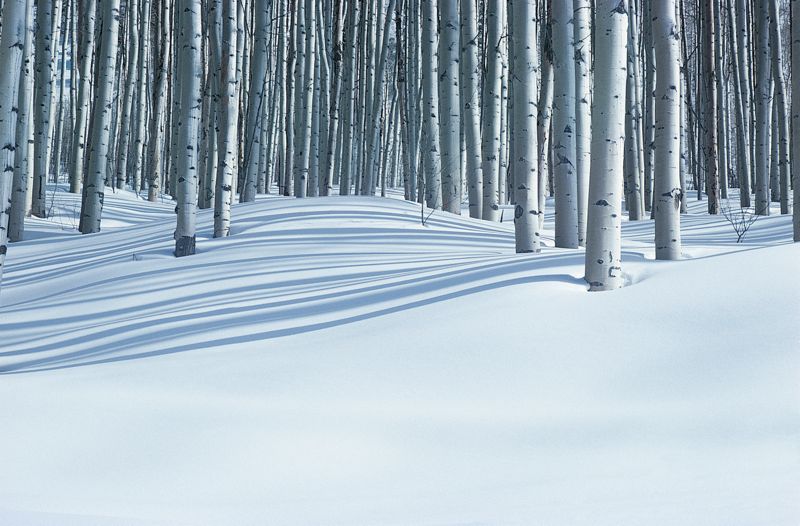 Forest In Winter, Colorado, USA