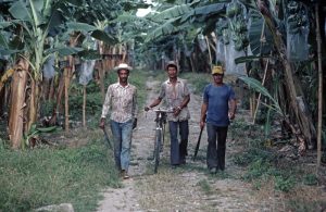 Banana Plantation