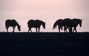 Horse Silhouette