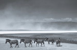 Herd Of Zebra