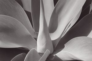 Agave